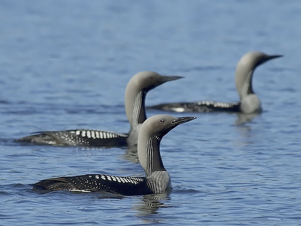 Kuikka, Black-throated Diver, Gavia arctica